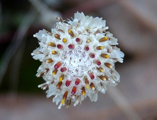 {Antennaria solitaria}